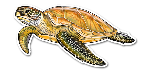 River Collective Co Green Sea Turtle Sticker
