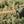 CAMP Topo Sunglasses - Fog
