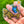 CLEAR STICKER: Tortoise Bottle With Butterfly