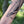 Blue Whale Temporary Tattoo
