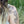 Monstera Vine Temporary Tattoo