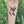 Hummingbird Temporary Tattoo