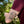 Cherry Flower Temporary Tattoo