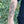 Monstera Vine Temporary Tattoo