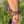 Monarch Butterfly Temporary Tattoo