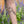 Praying Mantis Temporary Tattoo