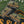 Gators & Gators Bumper Sticker