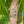 Golden Poppy Temporary Tattoo