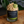 Caramel Apple Candle