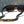 Swamp Fox Sunglass Strap