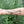 Blue Whale Temporary Tattoo