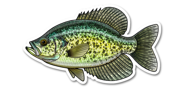 River Collective Co Black Crappie Sticker