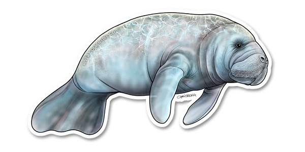 River Collective Co Manatee Sticker