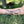 Blue Whale Temporary Tattoo