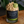 Caramel Apple Candle
