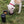 Doggie Duo for the Mad Man's Best Friend