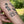 Little Mushrooms Temporary Tattoo Sheet