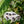 OJ Delivery Truck Air Freshener | Funny Car Air Freshener