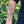 Monstera Vine Temporary Tattoo