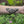 Monarch Butterfly Temporary Tattoo